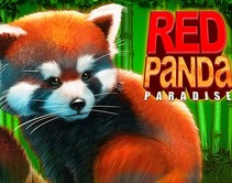 Red Panda Paradise Red Panda Paradise