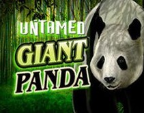 Untamed Giant Panda Untamed Giant Panda